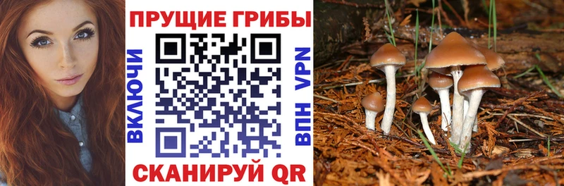 Купить  Микунь  Галлюциногенные грибы Psilocybe 